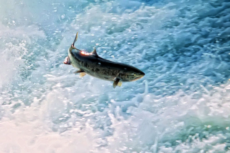 Jumping Chinook Salmon, Bailey